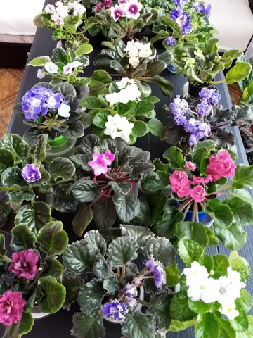 Цветущая фиалка - Танцы в Оренбург