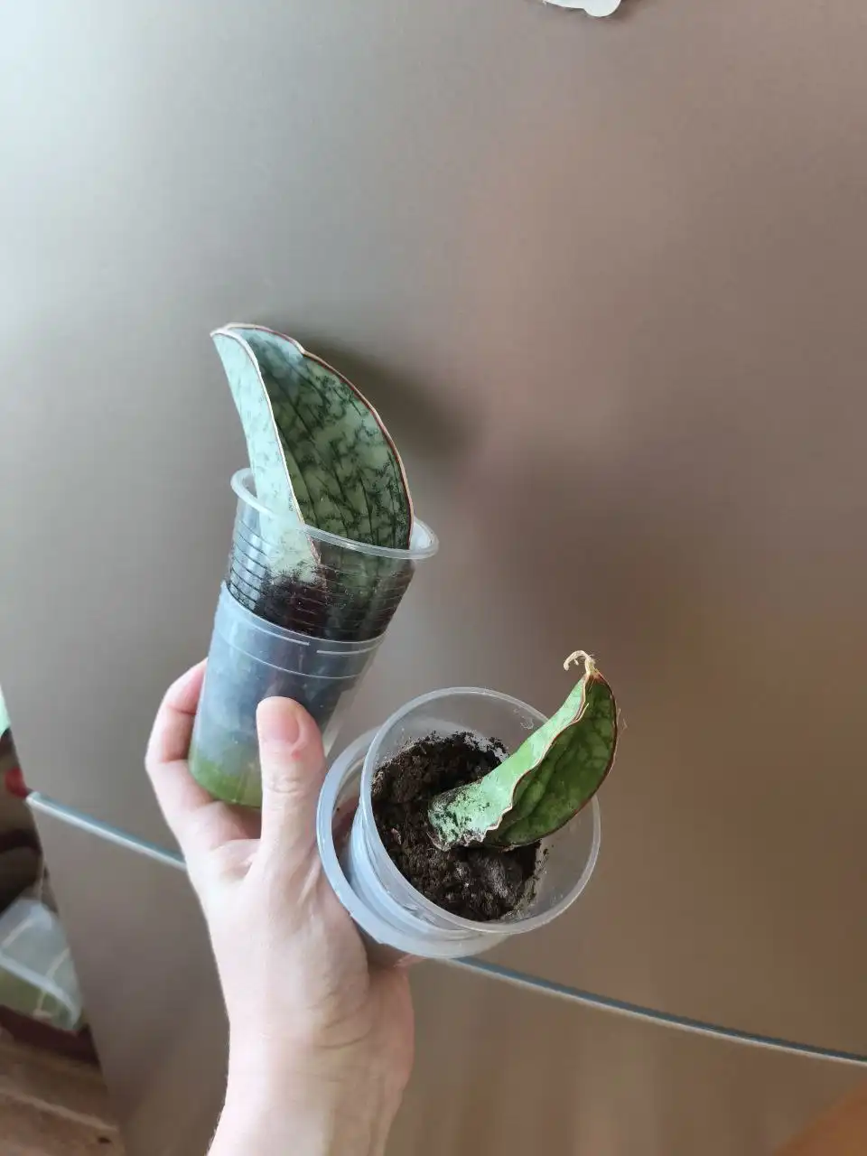 Сансевиерия кирке Сильвер Блю - Комнатные растения (Хобби и отдых) в Оренбург