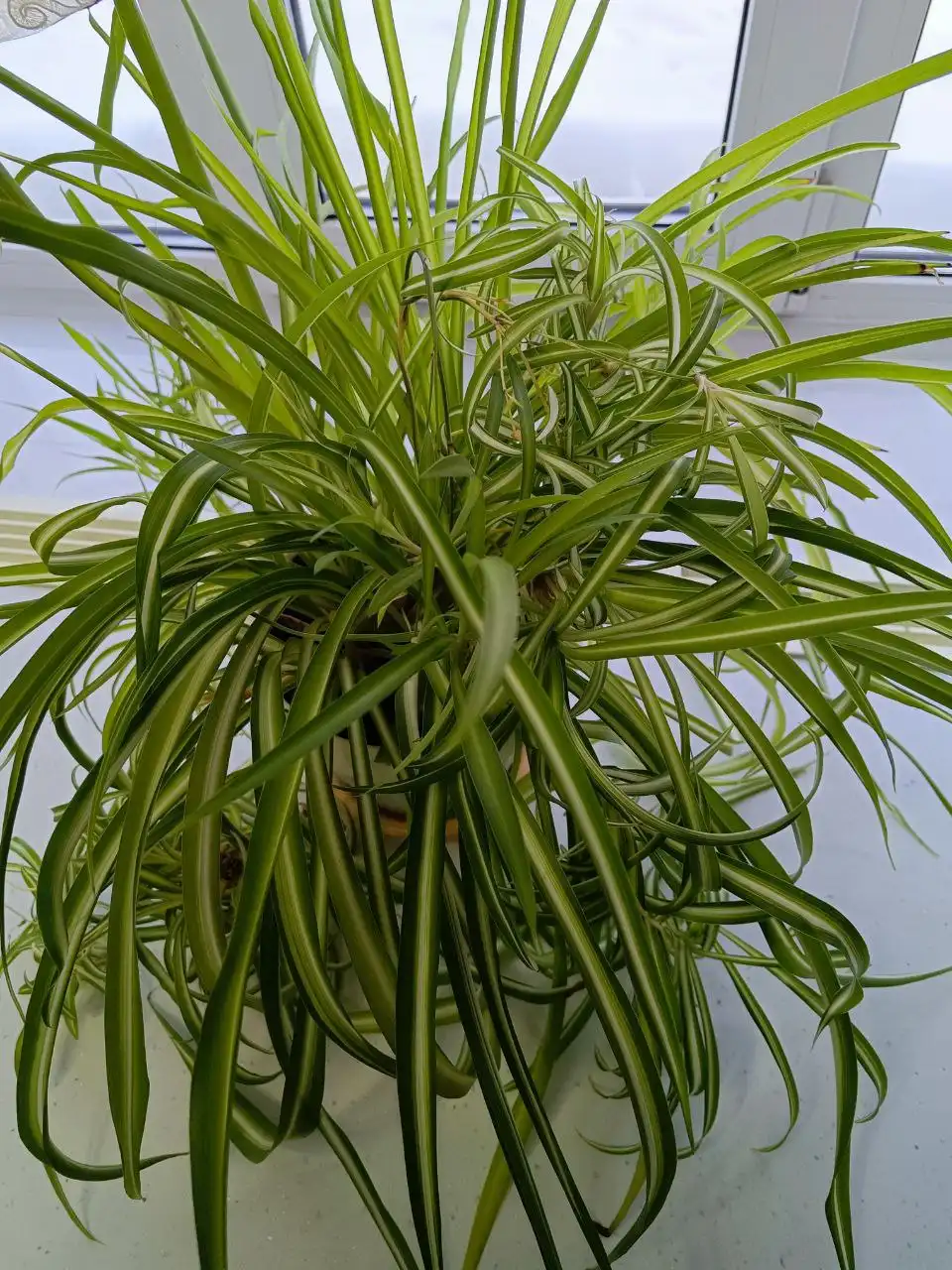 Хлорофитум комнатное растение - Комнатные растения (Для дома и дачи) в Оренбург