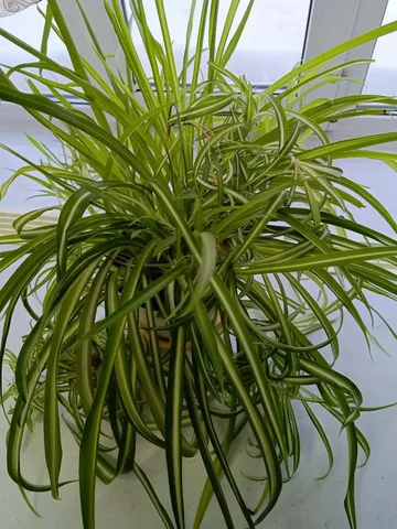 Хлорофитум комнатное растение - Крупная бытовая техника в Оренбург