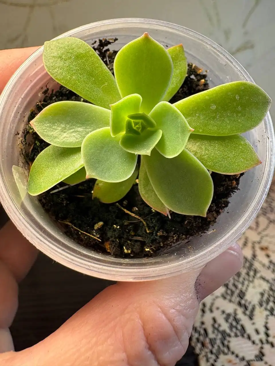 Продажа Эхиверии Лемон Роуз - Комнатные растения (Хобби и отдых) в Оренбург