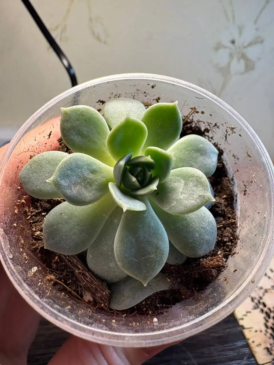 Эхиверия Элеганс в Оренбурге - Комнатные растения (Хобби и отдых) в Оренбург