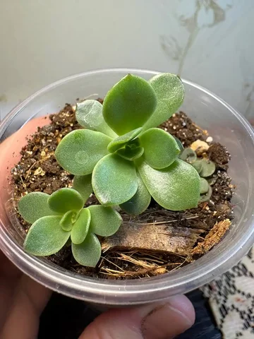 Продажа Эхиверии Нобле в Оренбурге - Хобби и отдых в Оренбург