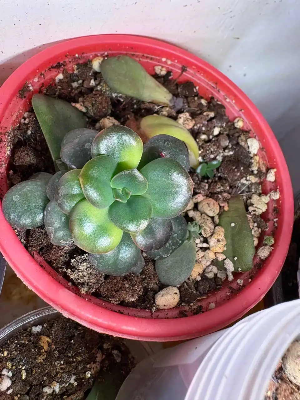 Продажа Эхеверии Хрома - Комнатные растения (Хобби и отдых) в Оренбург