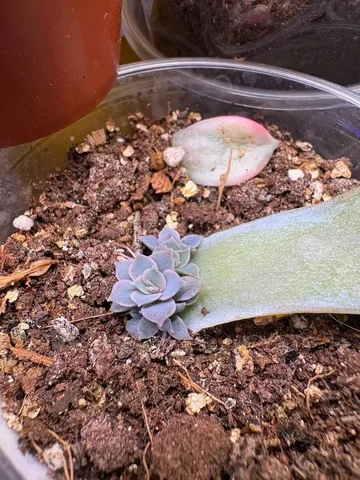 Продажа Эхиверии Голубой принц - Хобби и отдых в Оренбург