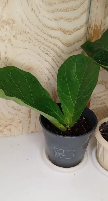 Продажа комнатных растений: фикусы Лирато бамбино, Бенджамина, пумила - Кондитерские изделия в Оренбург