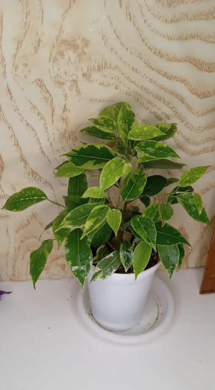 Продажа комнатных растений: фикусы Лирато бамбино, Бенджамина, пумила - Комнатные растения (Барахолка) в Оренбург