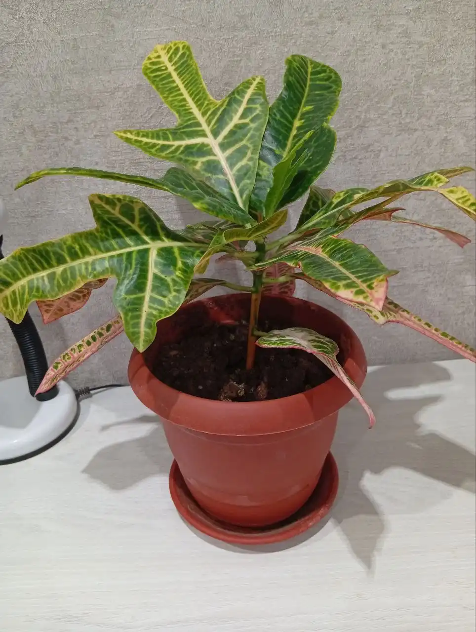 Комнатное растение Кротон экселент - Комнатные растения (Барахолка) в Оренбург