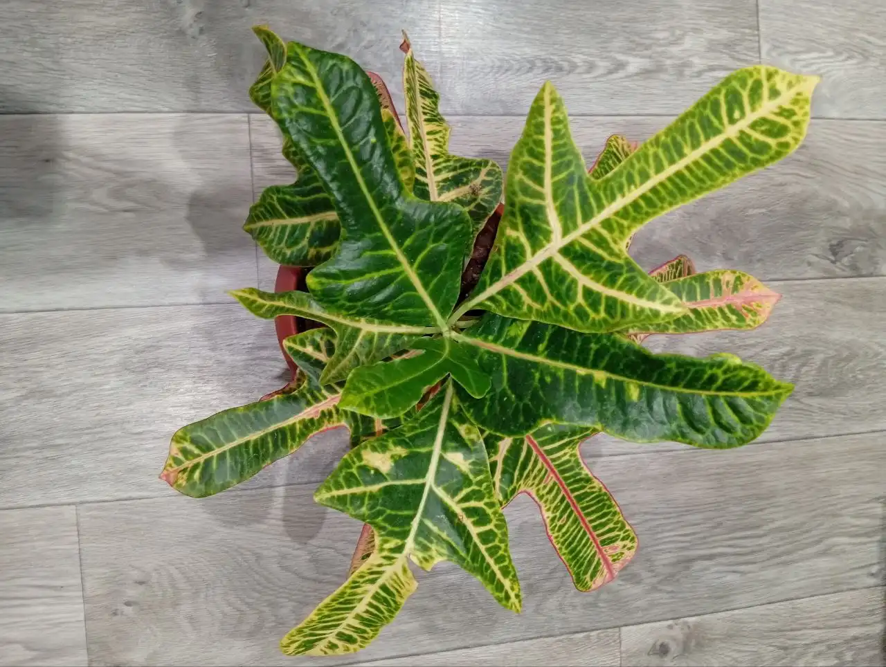 Комнатное растение Кротон экселент - Комнатные растения (Барахолка) в Оренбург