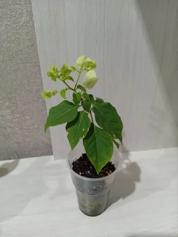 Бугенвиллея цветущая в Оренбурге - Хобби и отдых в Оренбург