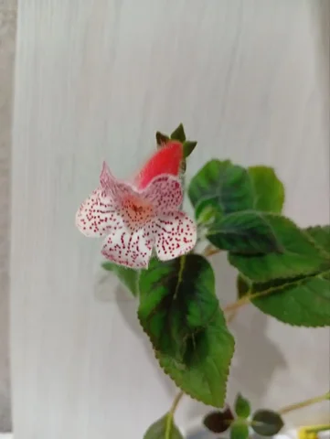 Комнатные растения в Оренбурге - Хобби и отдых в Оренбург