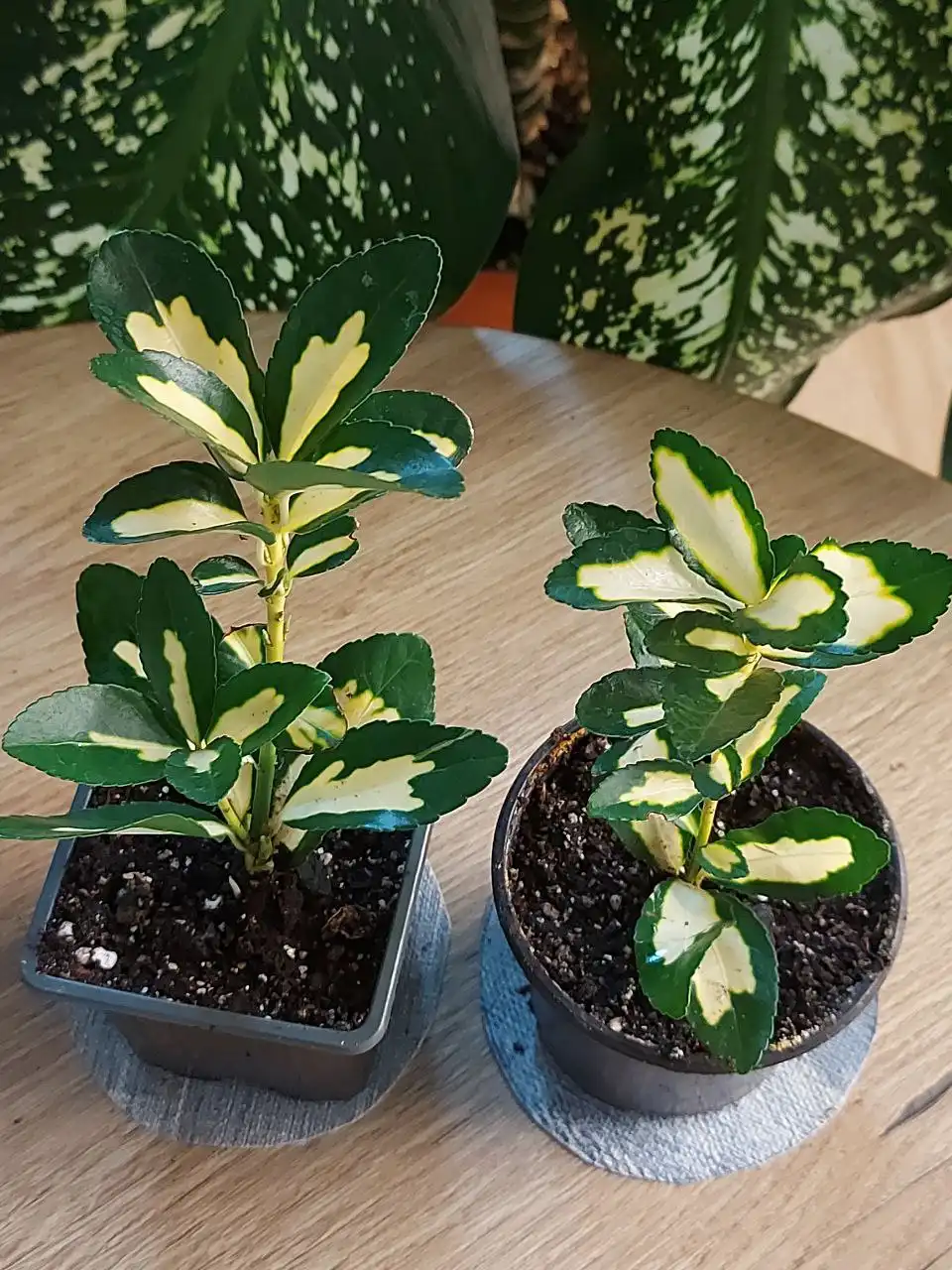 Бересклет японский комнатный - Комнатные растения (Хобби и отдых) в Оренбург