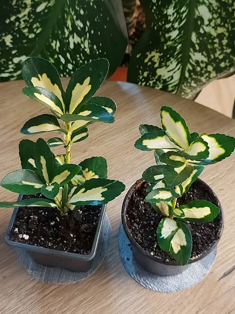 Бересклет японский комнатный - Танцы в Оренбург