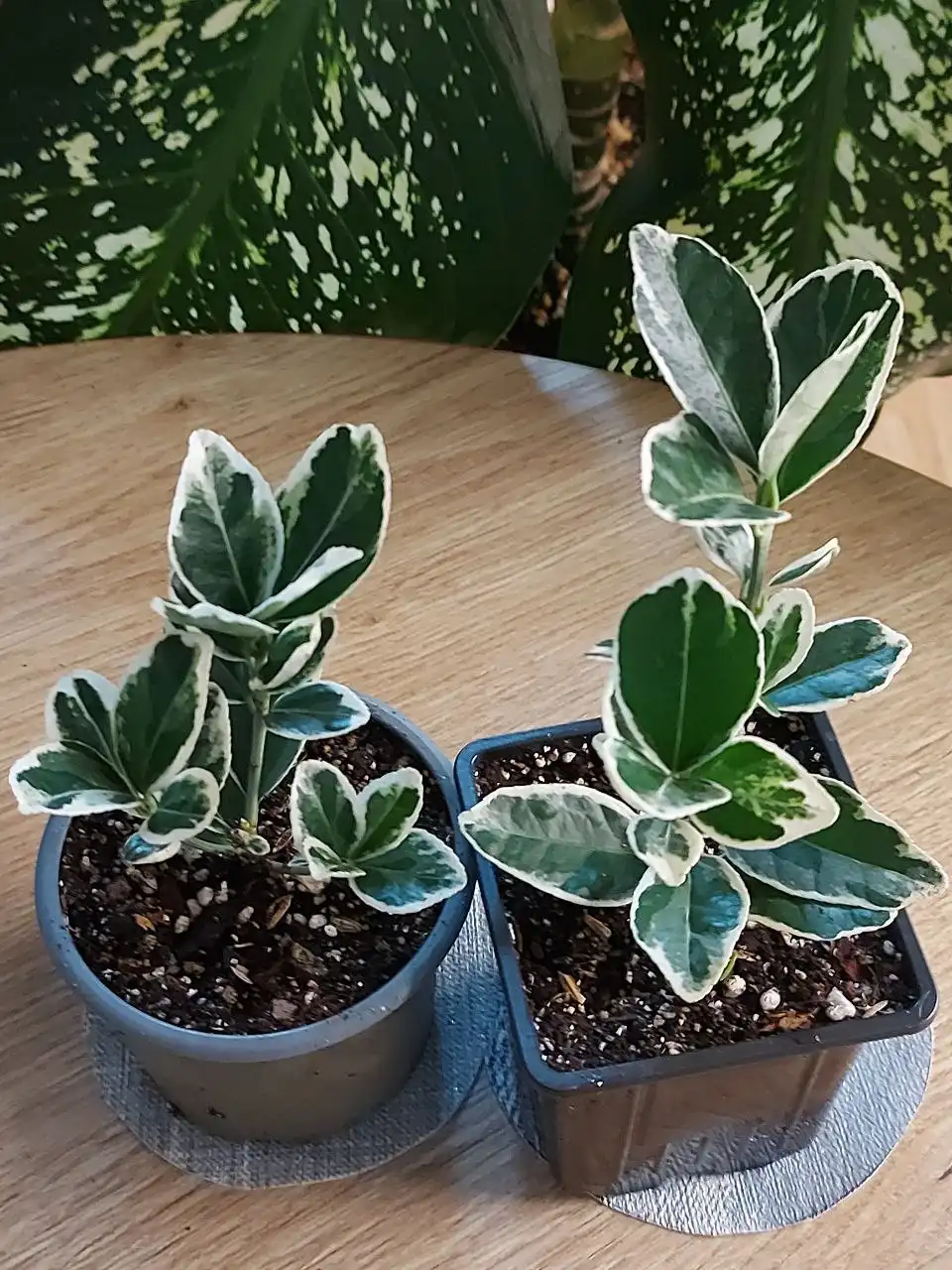 Бересклет японский комнатный - Комнатные растения (Хобби и отдых) в Оренбург