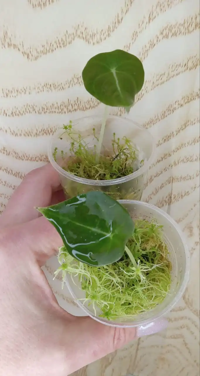 Продажа деток алоказий Бамбино и Блек вельвет в Оренбурге - Комнатные растения (Хобби и отдых) в Оренбург