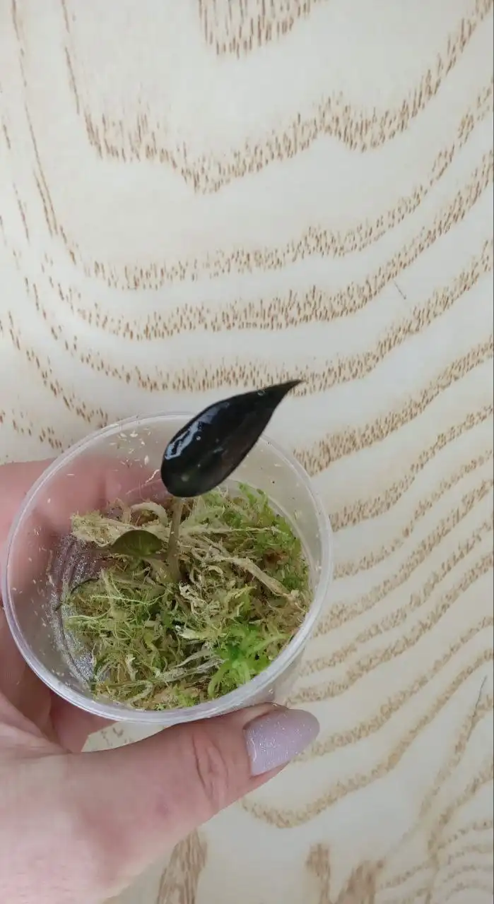 Продажа деток алоказий Бамбино и Блек вельвет в Оренбурге - Комнатные растения (Хобби и отдых) в Оренбург