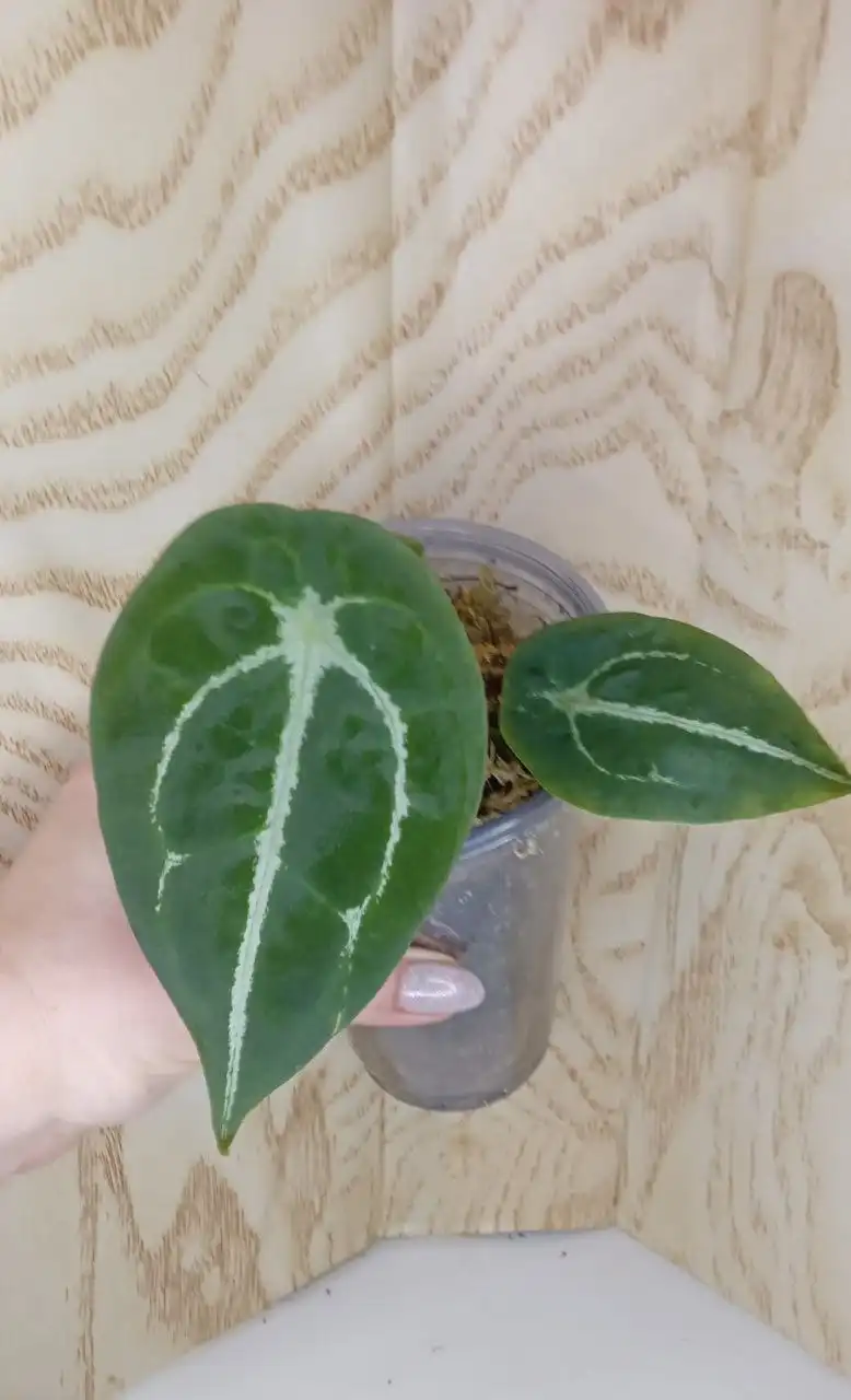 Антуриум Форгетти в Оренбурге - Комнатные растения (Хобби и отдых) в Оренбург