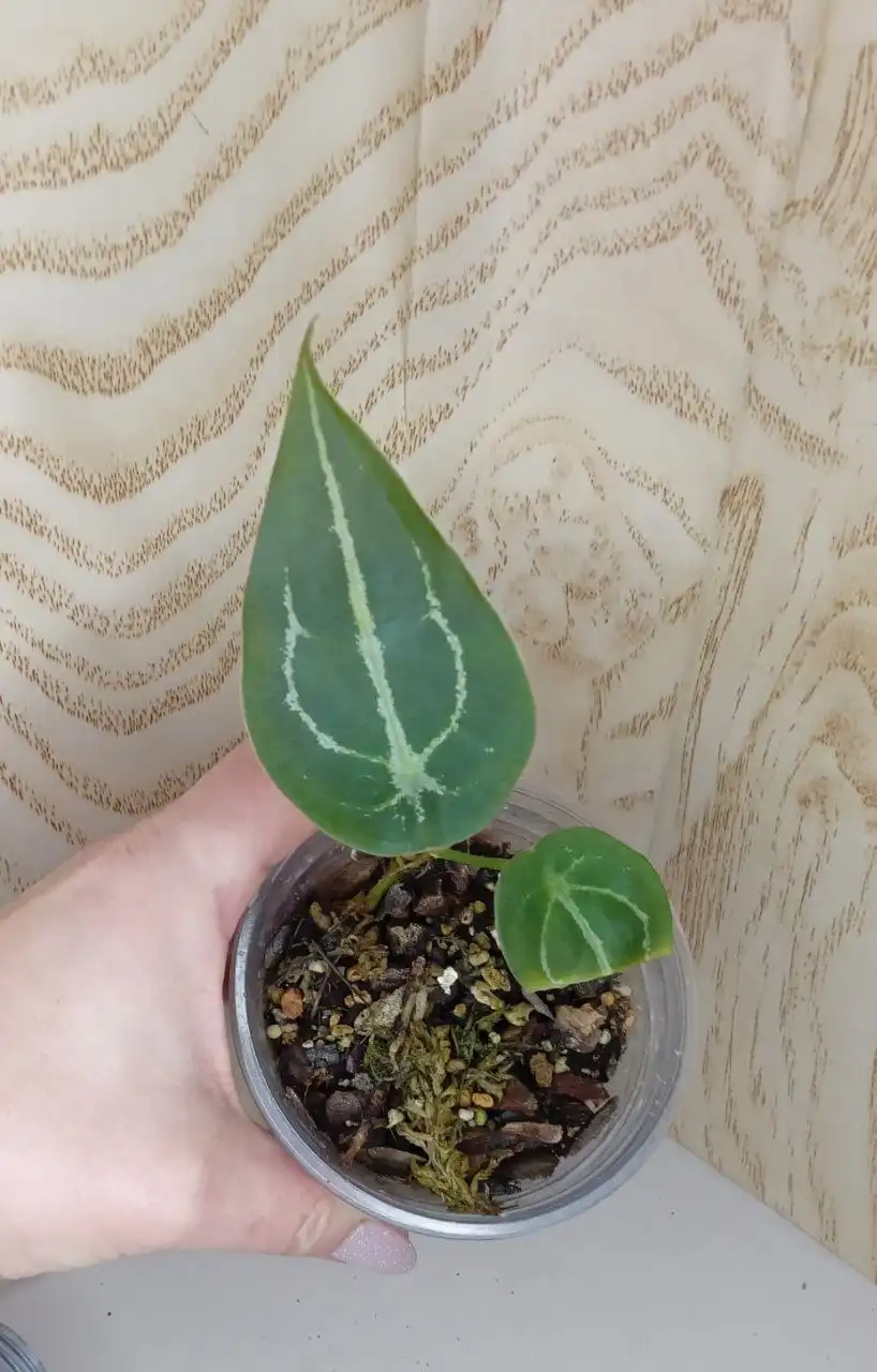 Антуриум Форгетти в Оренбурге - Комнатные растения (Хобби и отдых) в Оренбург