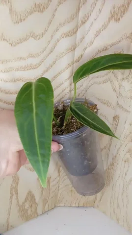 Продажа антуриума Варокко - Танцы в Оренбург