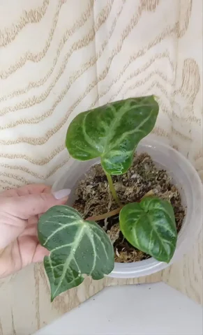 Антуриум Магнификум комнатное растение - Танцы в Оренбург