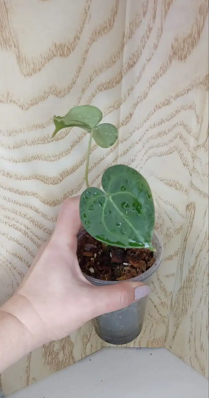 Антуриум Кларинервиум - Комнатные растения (Хобби и отдых) в Оренбург