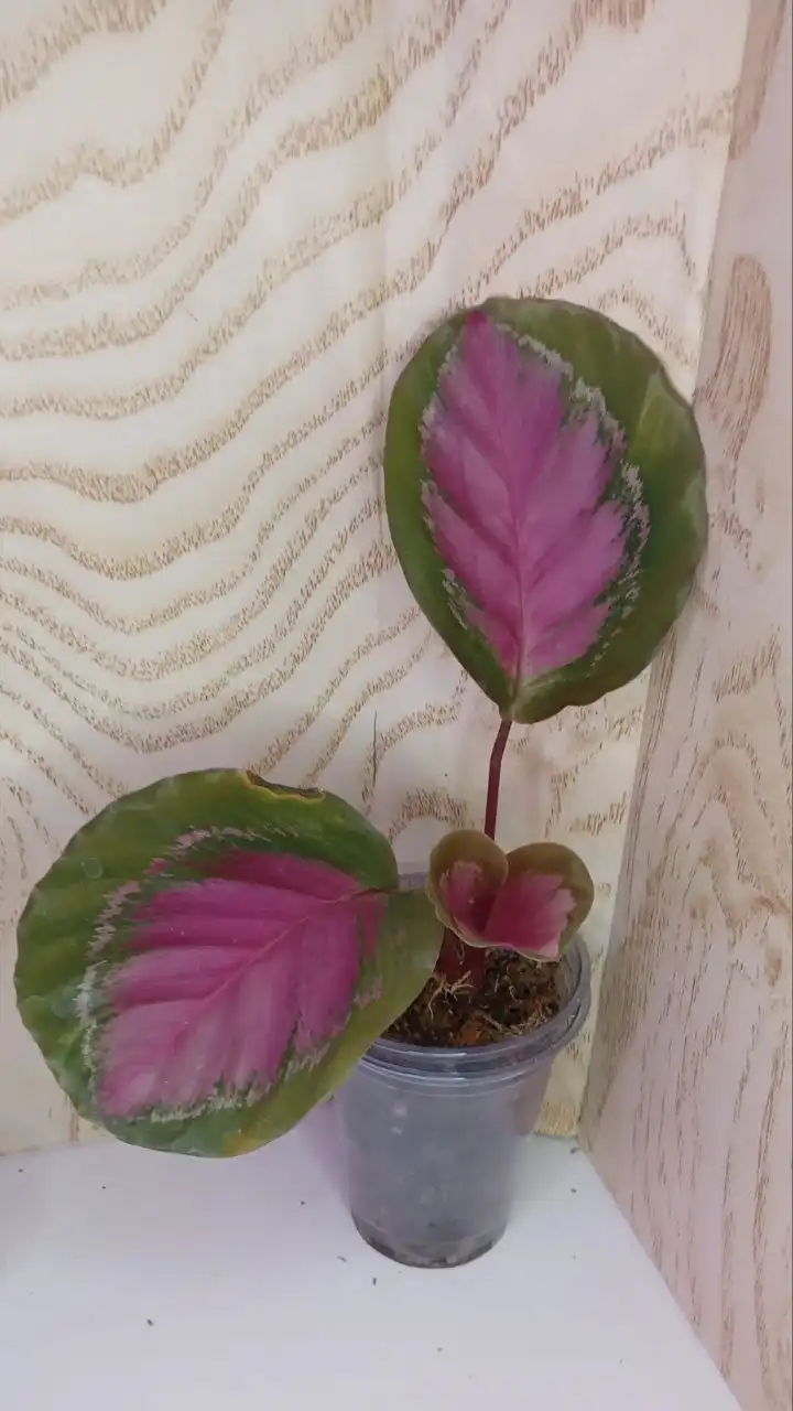 Продажа калатеи с доставкой по Оренбургу - Комнатные растения (Для дома и дачи) в Оренбург