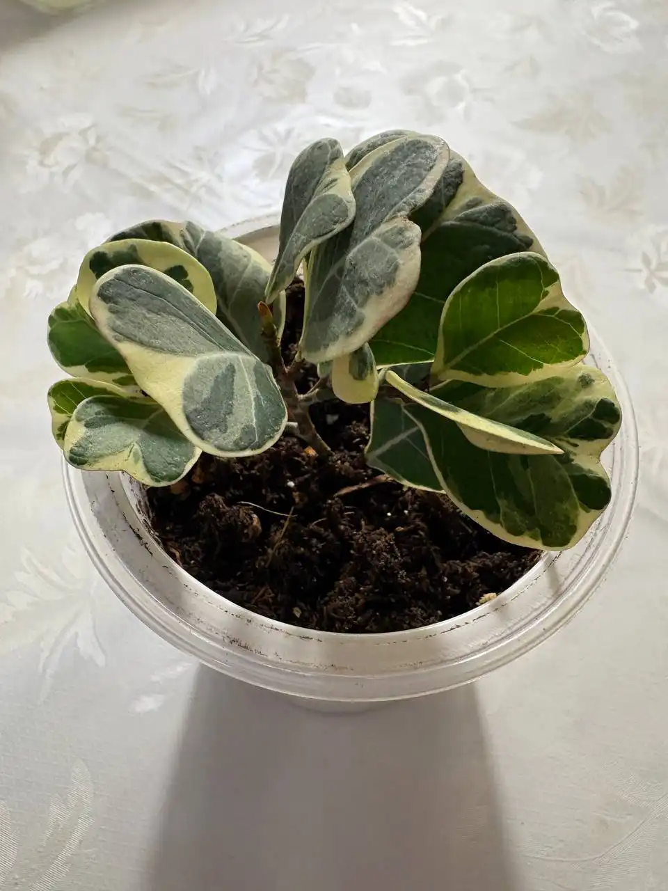 Фикус триангулярис - Комнатные растения (Хобби и отдых) в Оренбург