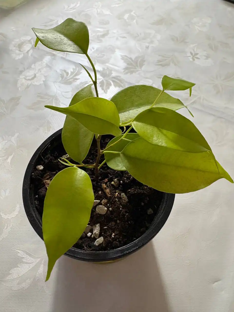 Продажа фикуса Эластика Голд в Оренбурге - Комнатные растения (Для дома и дачи) в Оренбург