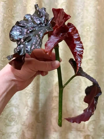 Бегония Краклин Рози промежуточный срез - Хобби и отдых в Оренбург