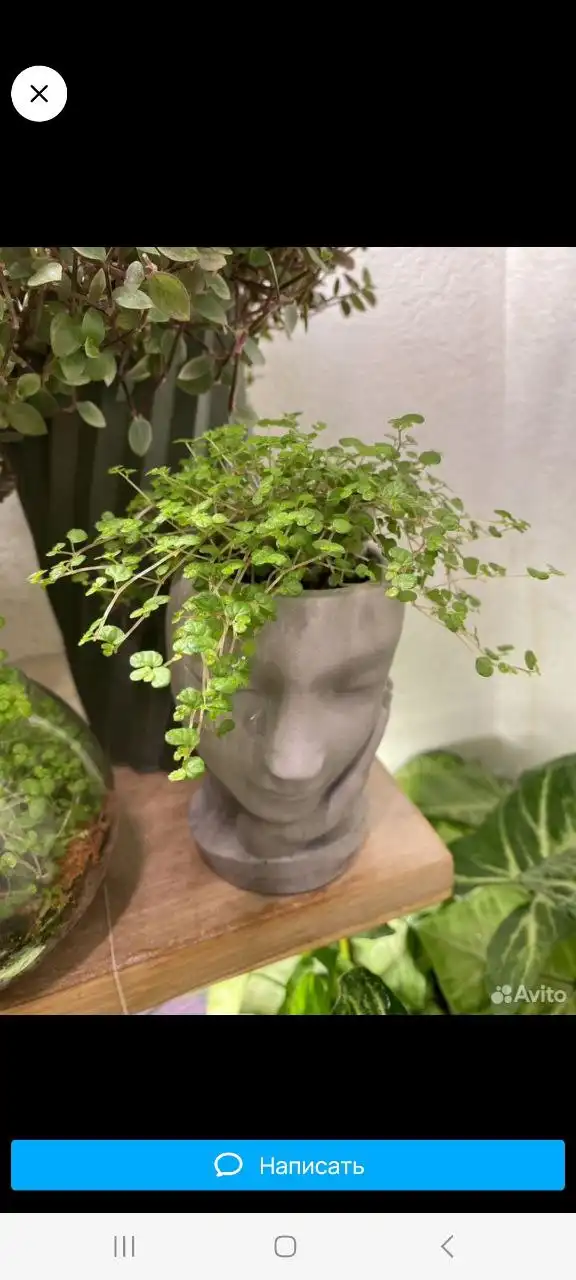 Продажа пилеи мелколистной - Комнатные растения (Хобби и отдых) в Оренбург