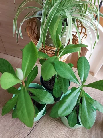 Продажа синадениума Гранта (дерево любви) - Хобби и отдых в Оренбург