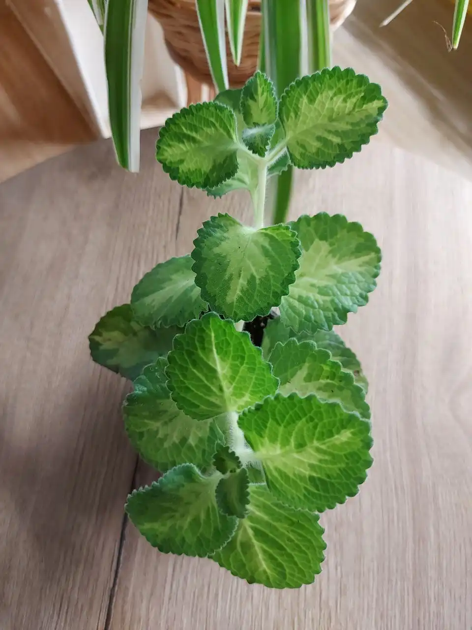 Продажа плектрантуса ампельного - Комнатные растения (Хобби и отдых) в Оренбург