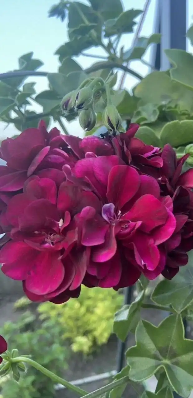 Продажа саженцев пеларгонии плющелистной ампельной - Комнатные растения (Хобби и отдых) в Оренбург