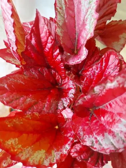 Продажа редкого сорта бегонии - Танцы в Оренбург