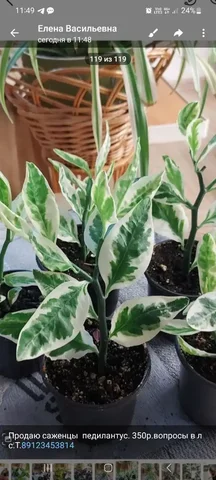 Продажа саженцев педилантуса - Танцы в Оренбург