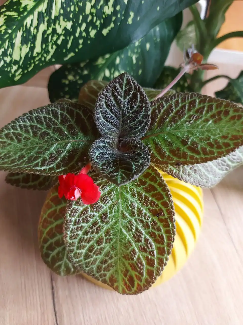 Продажа саженцев эписции в Оренбурге - Комнатные растения (Хобби и отдых) в Оренбург