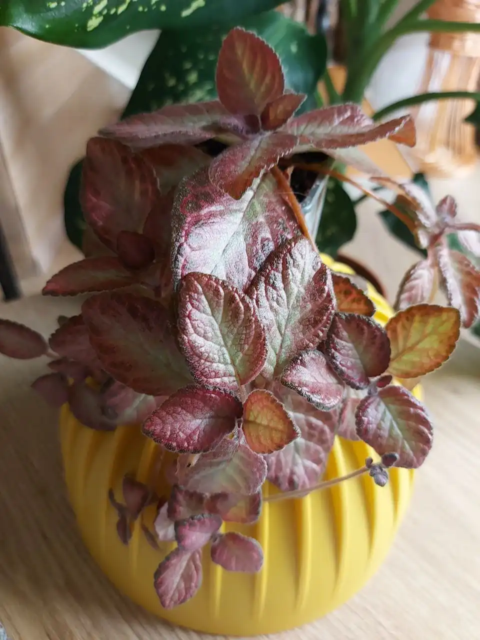 Продажа саженцев эписции в Оренбурге - Комнатные растения (Хобби и отдых) в Оренбург