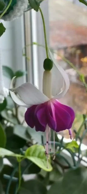 Продажа саженцев фуксии - Танцы в Оренбург