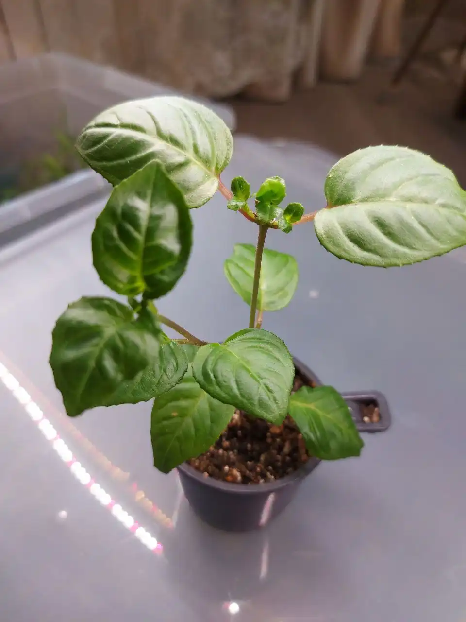 Продажа саженцев фуксии - Комнатные растения (Хобби и отдых) в Оренбург