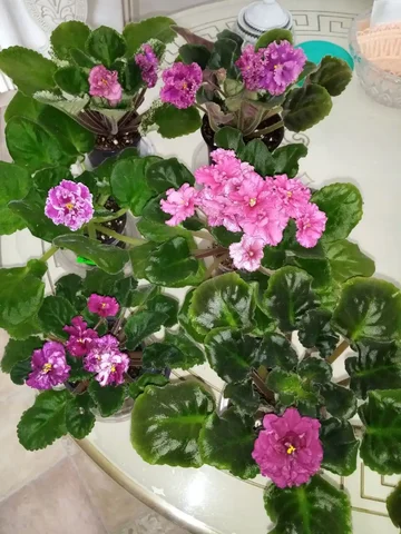 Цветущая фиалка - Танцы в Оренбург