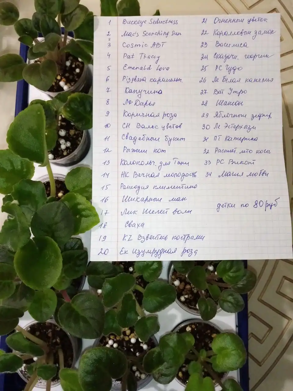 Фиалки детки - Комнатные растения (Хобби и отдых) в Оренбург