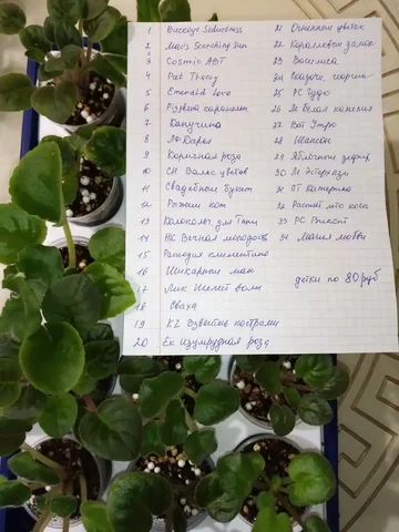 Фиалки детки - Танцы в Оренбург