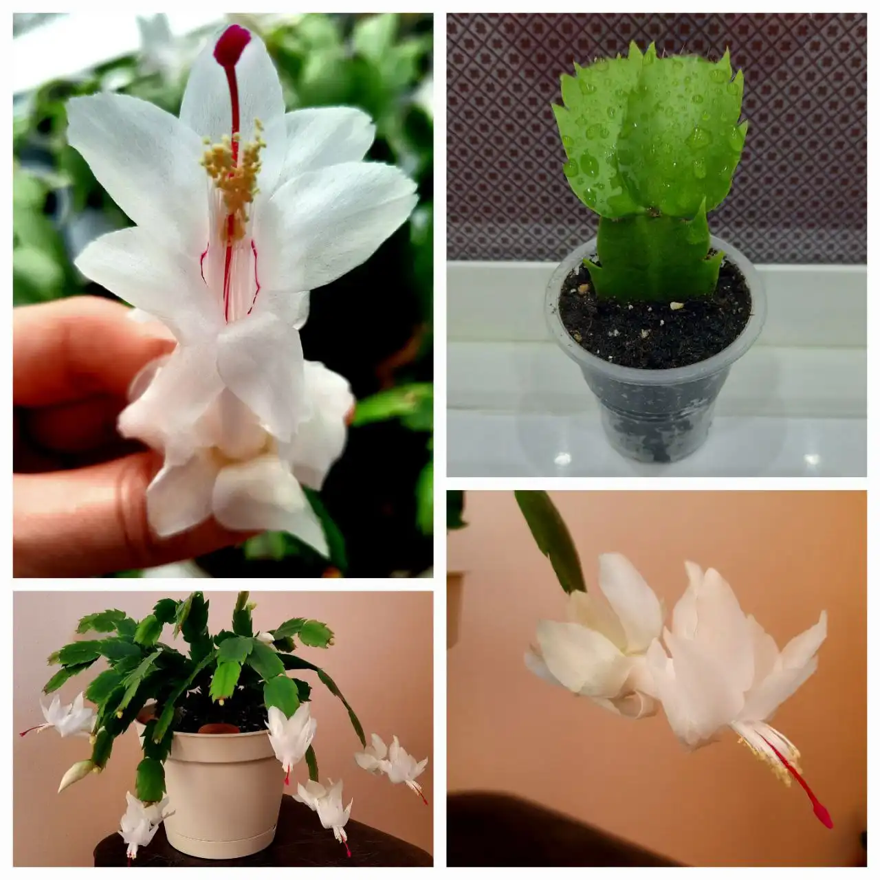 Продажа декабриста в Оренбурге - Комнатные растения (Хобби и отдых) в Оренбург