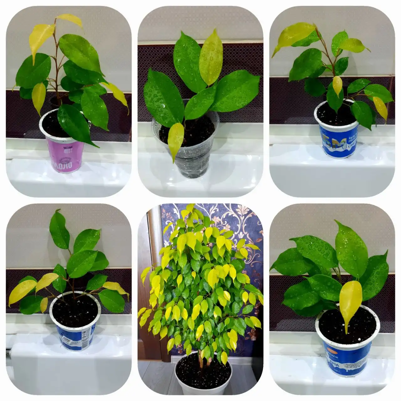 Фикус неон в Оренбурге - Комнатные растения (Хобби и отдых) в Оренбург