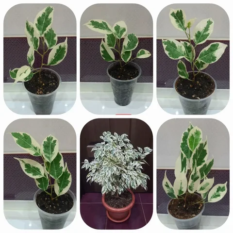 Фикус твилайт - Хобби и отдых в Оренбург