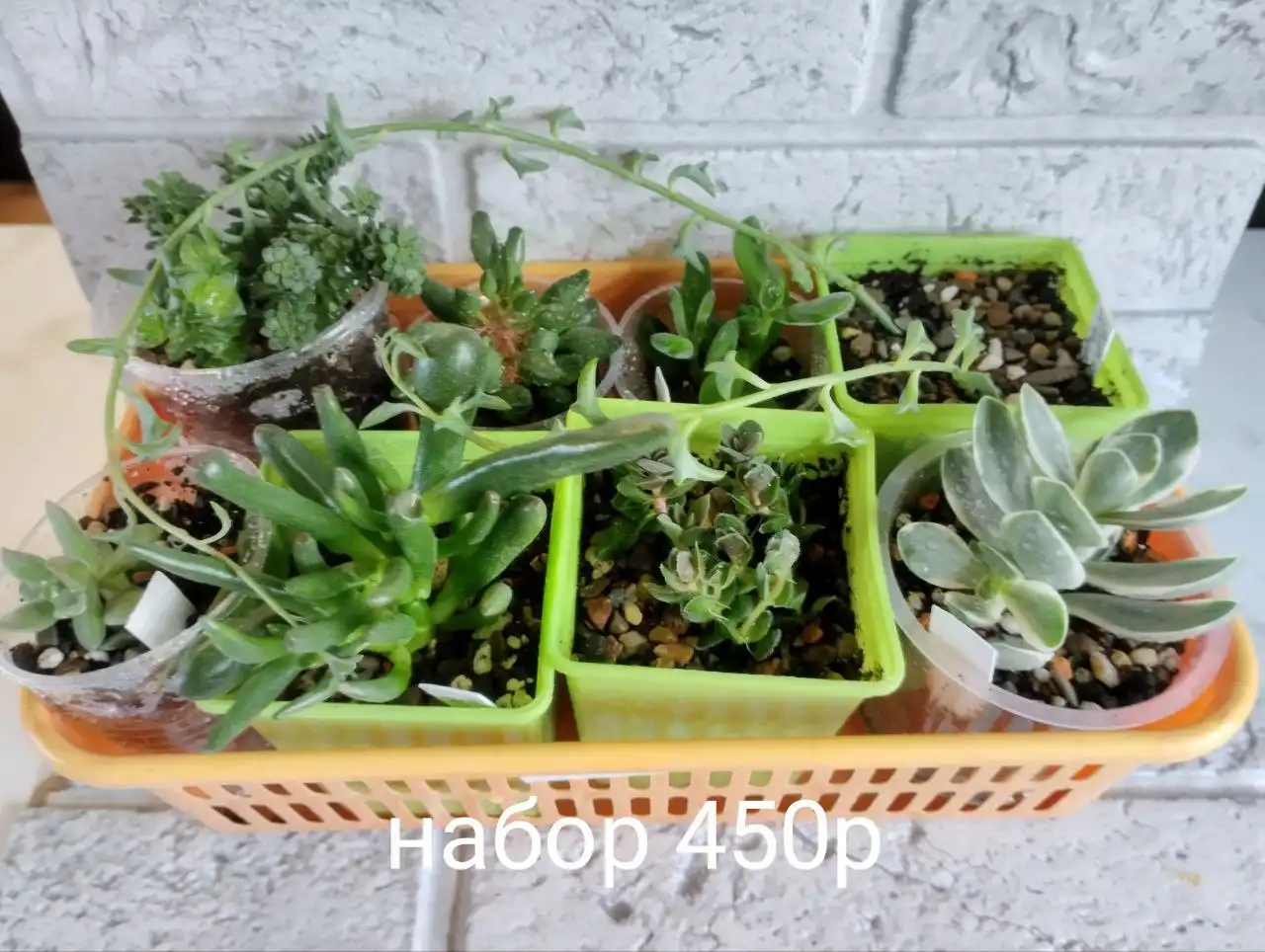 Комнатные растения в Оренбурге - Комнатные растения (Для дома и дачи) в Оренбург