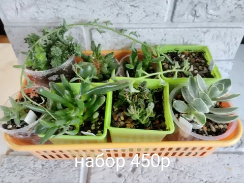 Комнатные растения в Оренбурге - Крупная бытовая техника в Оренбург