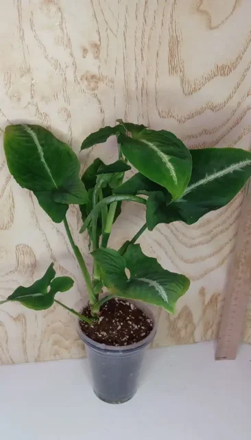 Продажа комнатных растений: сингониумы, Кристмас - Танцы в Оренбург