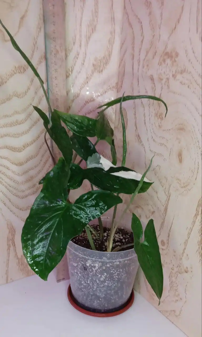 Продажа комнатных растений: сингониумы, Кристмас - Комнатные растения (Хобби и отдых) в Оренбург