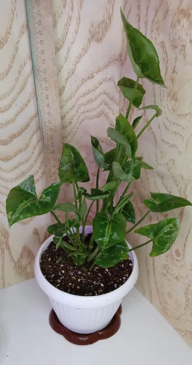 Продажа комнатных растений: сингониумы, Кристмас - Комнатные растения (Хобби и отдых) в Оренбург